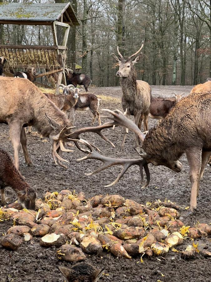 Ferienhaus Waldblick Hohenfels-Essingen Exteriér fotografie